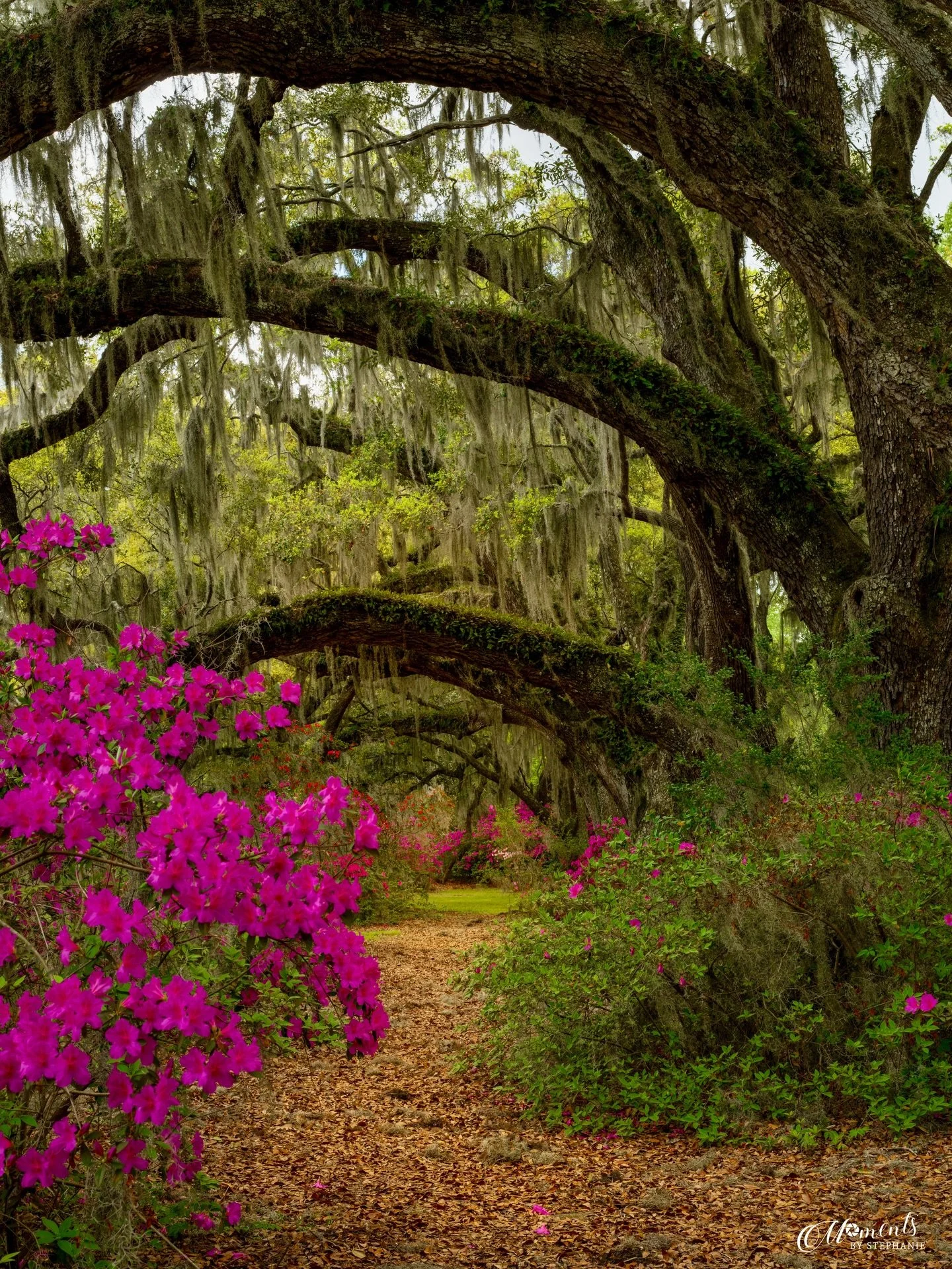 First day of spring 🌿

Magnolia Plantation in the spring is something extra special&mdash;live oaks layered in Spanish moss and vibrant azaleas adding those splashes of color along the paths.

This image was captured in Charleston last spring, and i