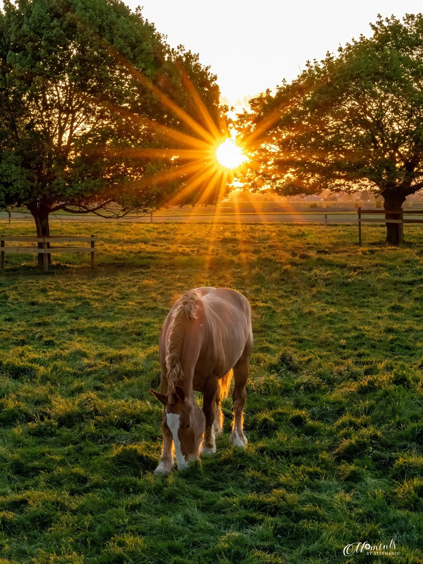 Grazin&rsquo; at Golden Hour 🌾

Sometimes you don&rsquo;t plan the shot&mdash;the road just leads you there.

I turned down a quiet Lancaster County, PA lane last night and found this peaceful pasture right as the sun was slipping low. That light li