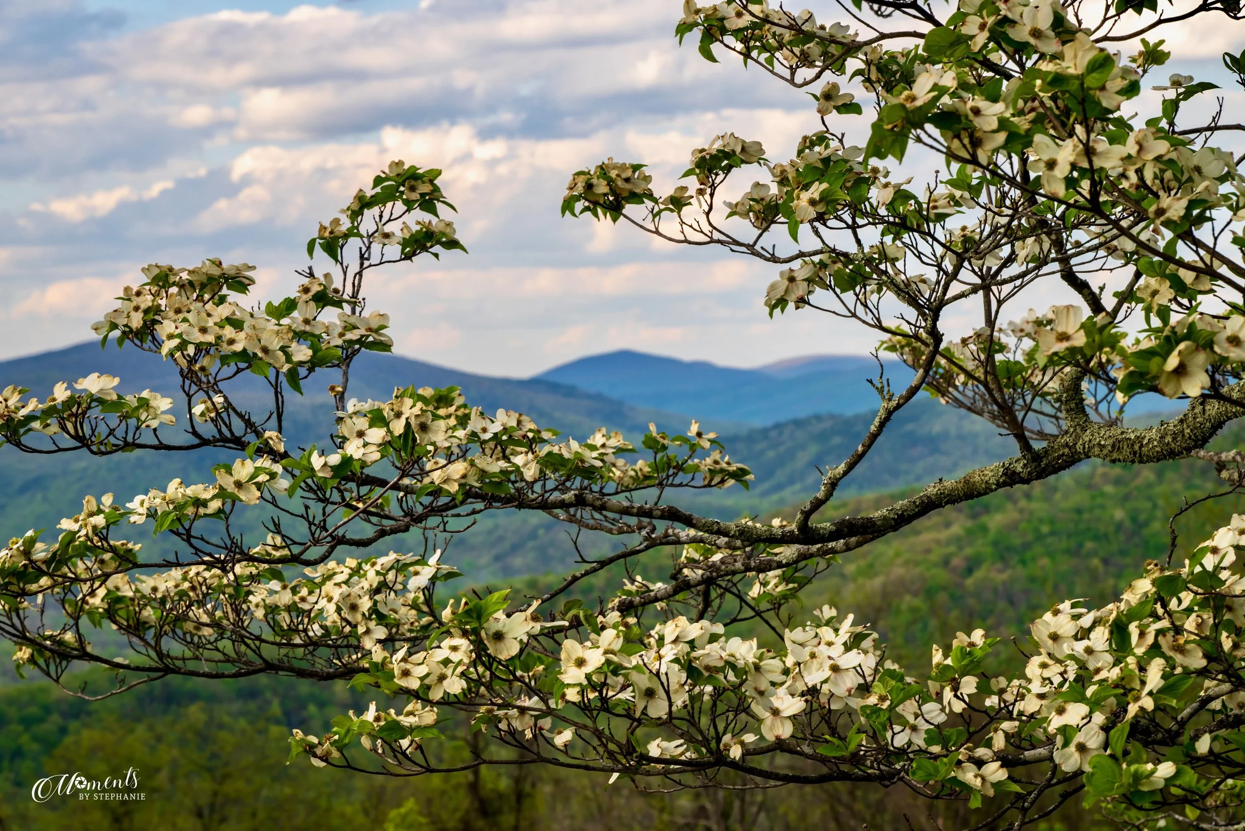 Shenandoah in Bloom 

A spring overlook in Shenandoah National Park, framed by blooming dogwoods and layers of Blue Ridge mountains. I stopped for the mountain view, but the dogwoods ended up stealing the scene.

(c) Stephanie Sheffield
All rights re