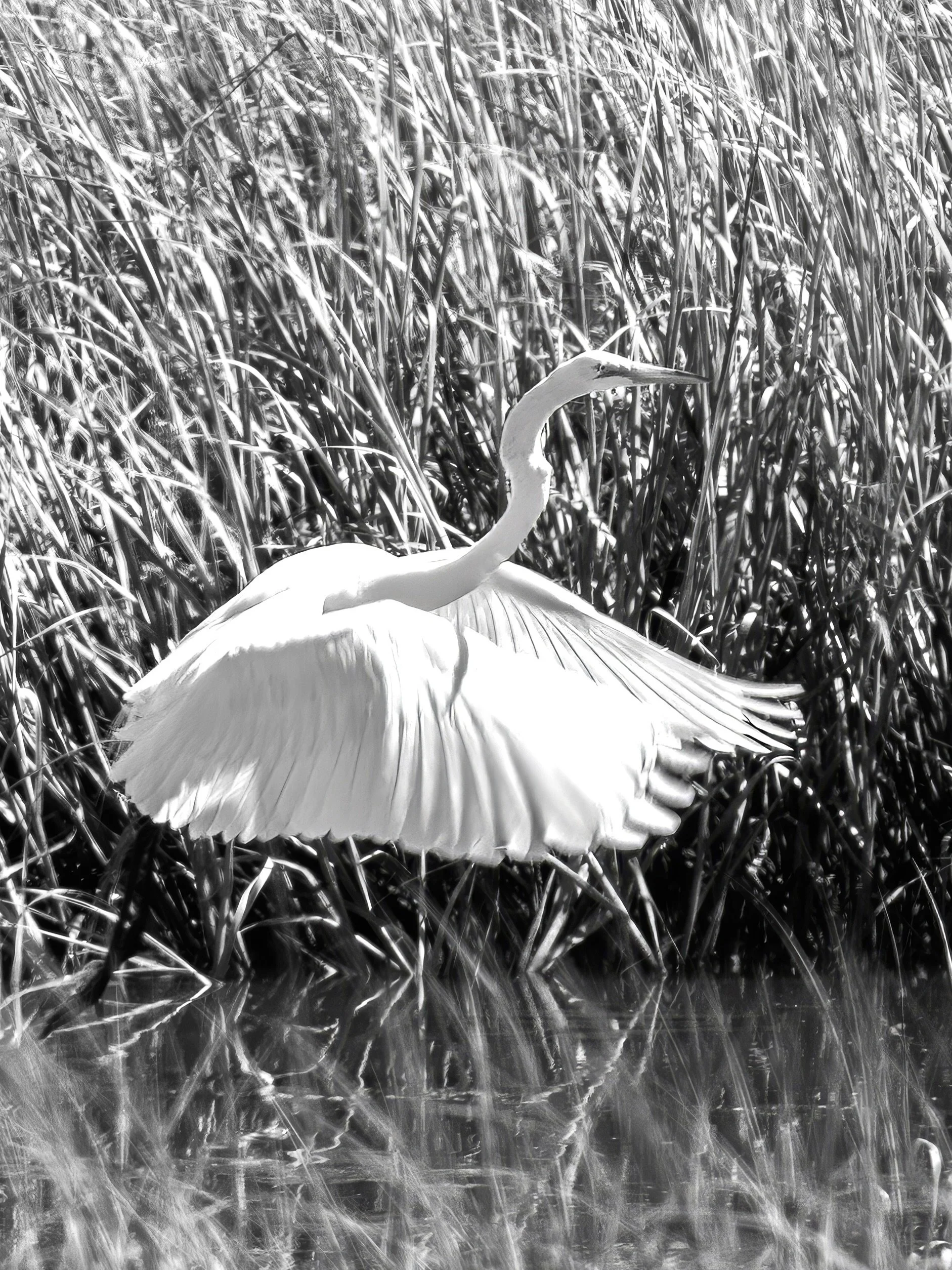 Happy #monochromemonday 🌟

Today I&rsquo;m featuring a couple images I captured during my recent trip to Jekyll Island, GA.  This gorgeous Great Egret took me a bit by surprise but I&rsquo;m thankful I was able to capture a few good frames.  These b