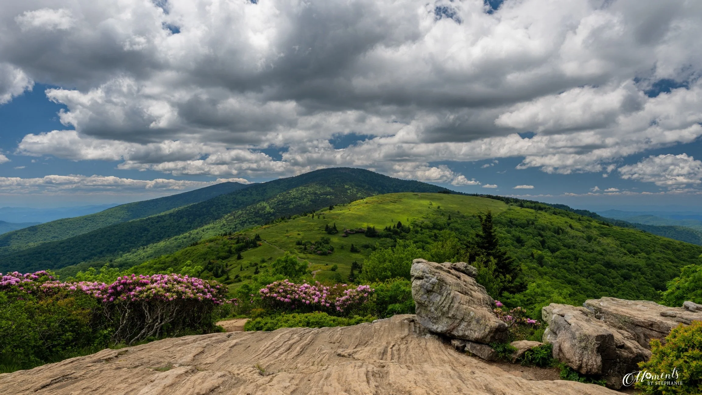 Framed for Worship

➡️ Swipe through for more views from Roan Mountain&rsquo;s spectacular bloom season.

Most of the images I share here are cropped for social media, but these are a little different.

I photographed the rhododendron and flame azale