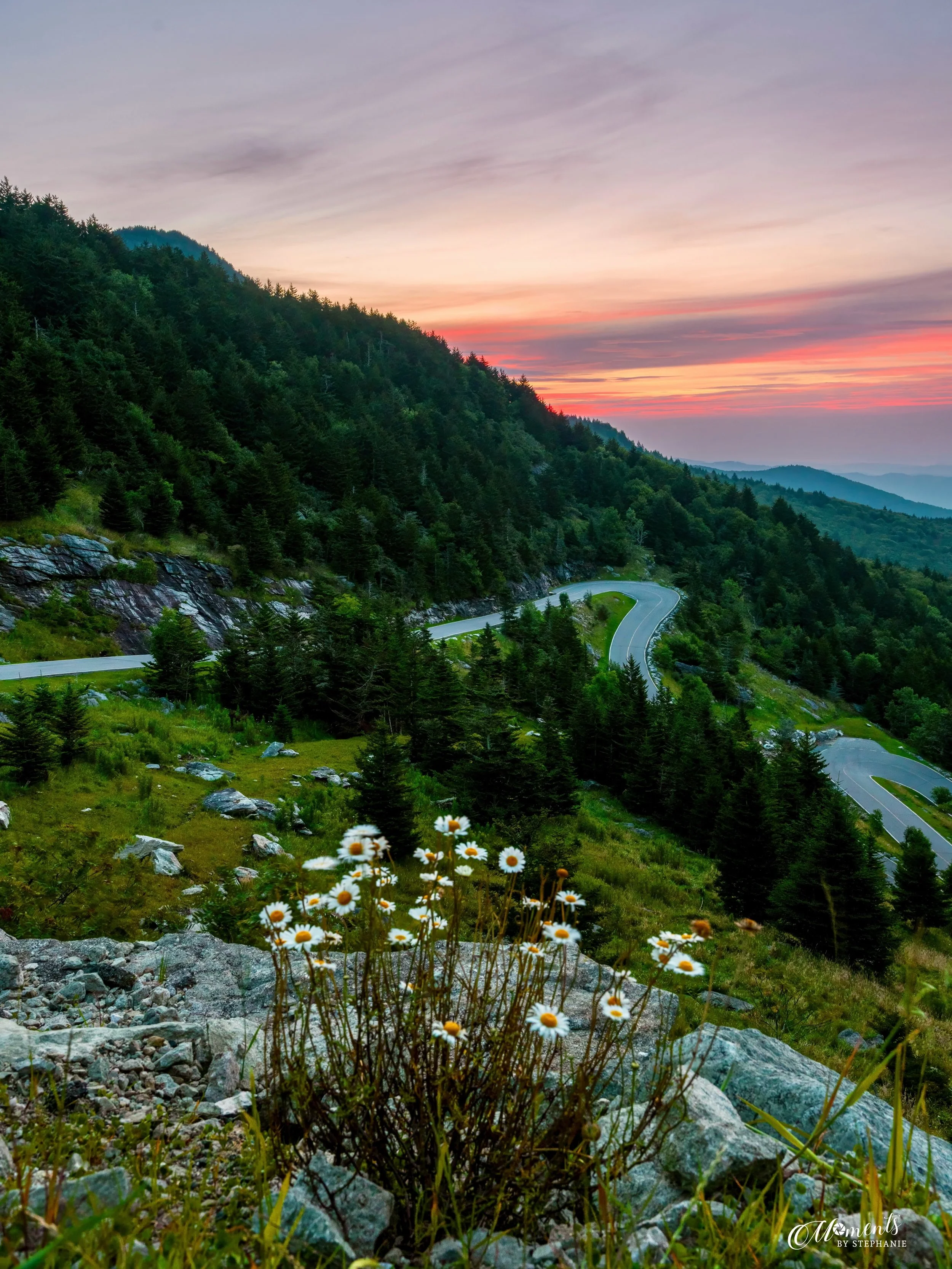 &ldquo;Blooms with a View&rdquo; 
📍Grandfather Mountain, NC
✨Sunrise at the Swinging Bridge event✨

8-1-26
1/4 sec.  f/8  ISO 640

#grandfathermtn #ncweekend #ourstatemag #grandfathermountain #visitnc