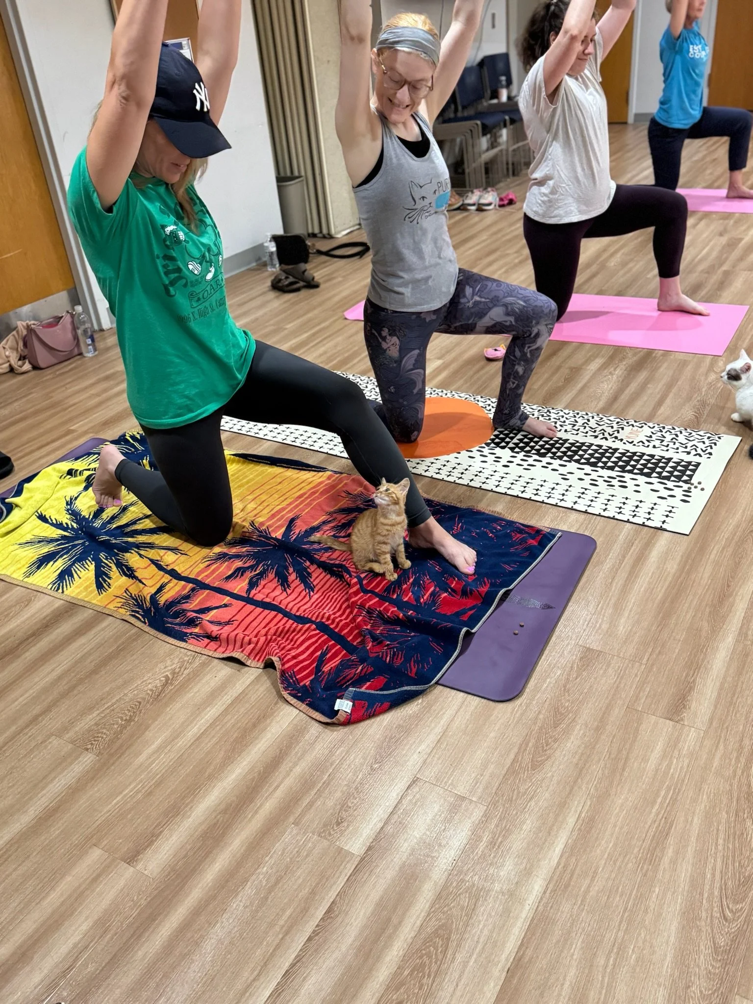 Curious orange kitten watches yoga students in a low lunge during a community Cat Yoga event led by Jaya Yoga Studio at the Abington Community Library in Clarks Summit, PA.