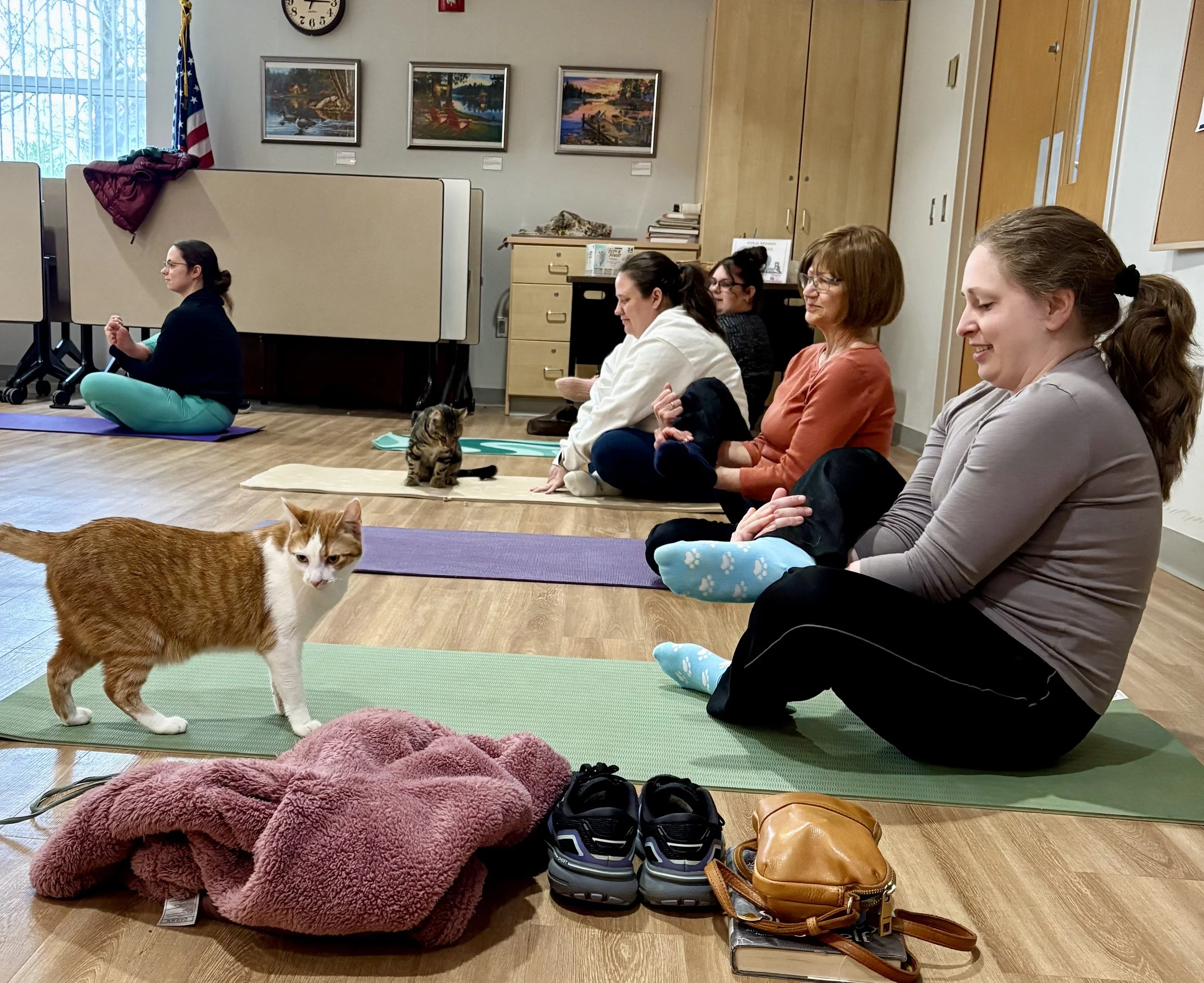 Participants practice “Cats in the Cradle” during Cat Yoga at the Abington Community Library in Clarks Summit, Pennsylvania, while a few rescue cats from KitKat Mission wander around.