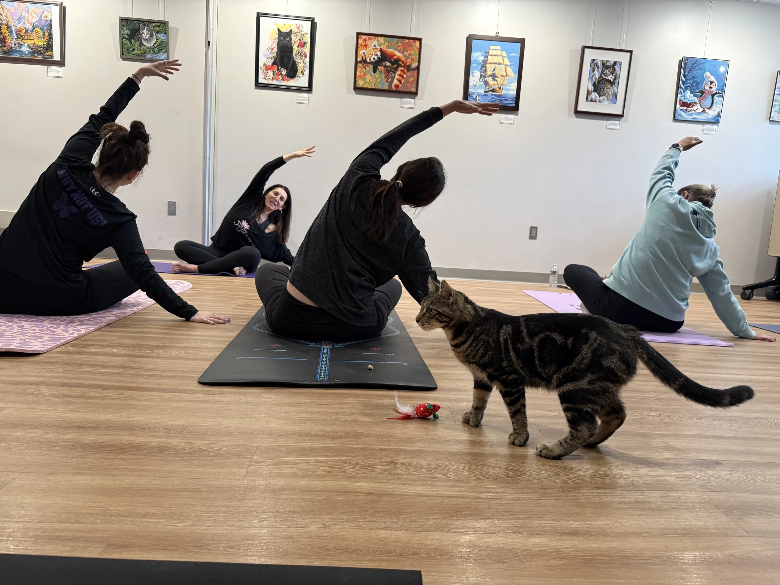 Kitten Around: Cat Yoga with Jaya Yoga &amp; KitKat’s Mission