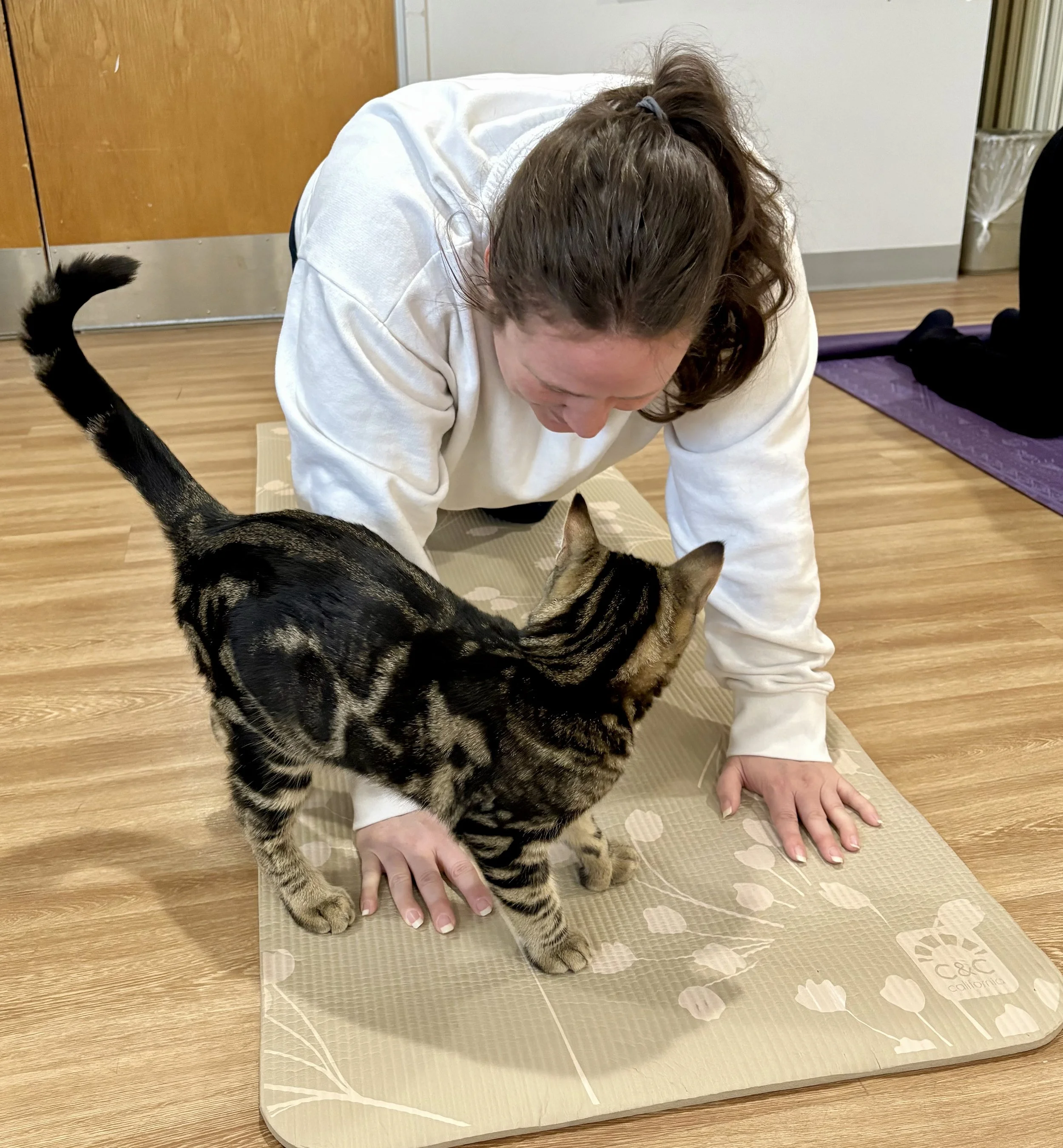 Almost cat pose… until a curious rescue cat arrives for an inspection during Cat Yoga in Clarks Summit, PA.