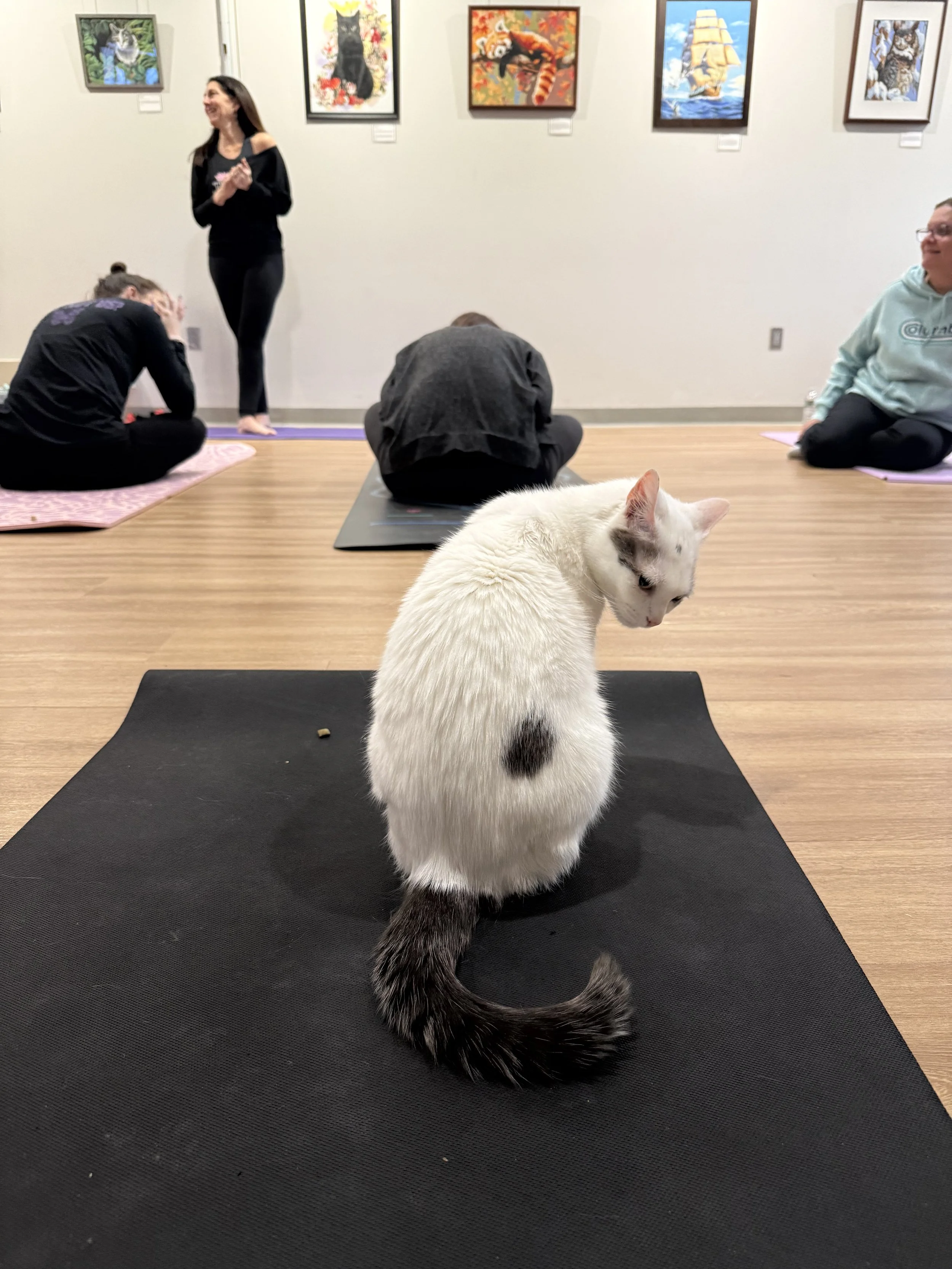 Dippin’ Dots the rescue cat sits contentedly on a participant’s mat during Cat Yoga at the Abington Community Library in Clarks Summit, Pennsylvania - proving yoga is the cat’s meow. 🐾