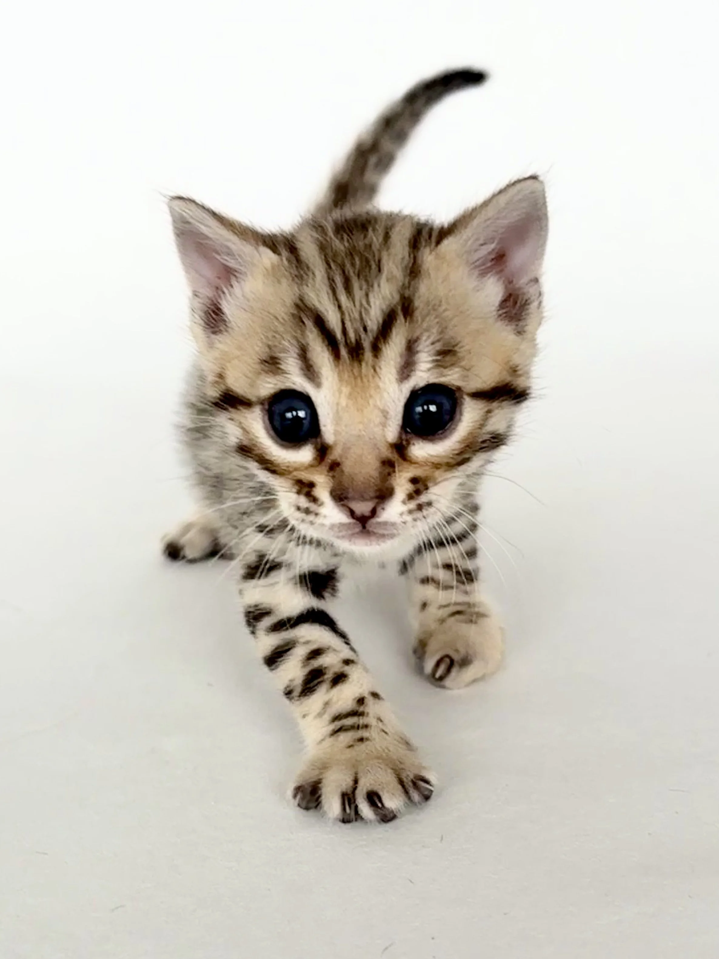 Traumhaft, einzigartige brown Kitten - Dreamlike, unique brown kittens - Rêve, unique brun chatons