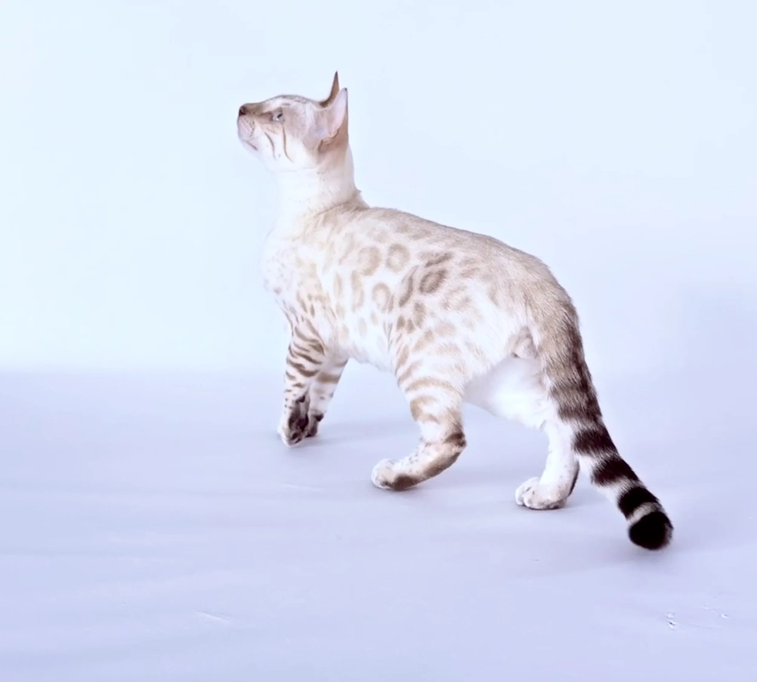 Lynx boy - Lynx boy - Male Chaton Lynx
