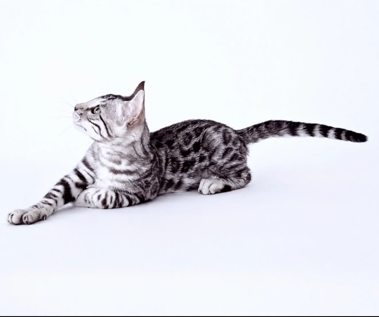 Silver boy - Silver boy - Male Chaton Argenté
