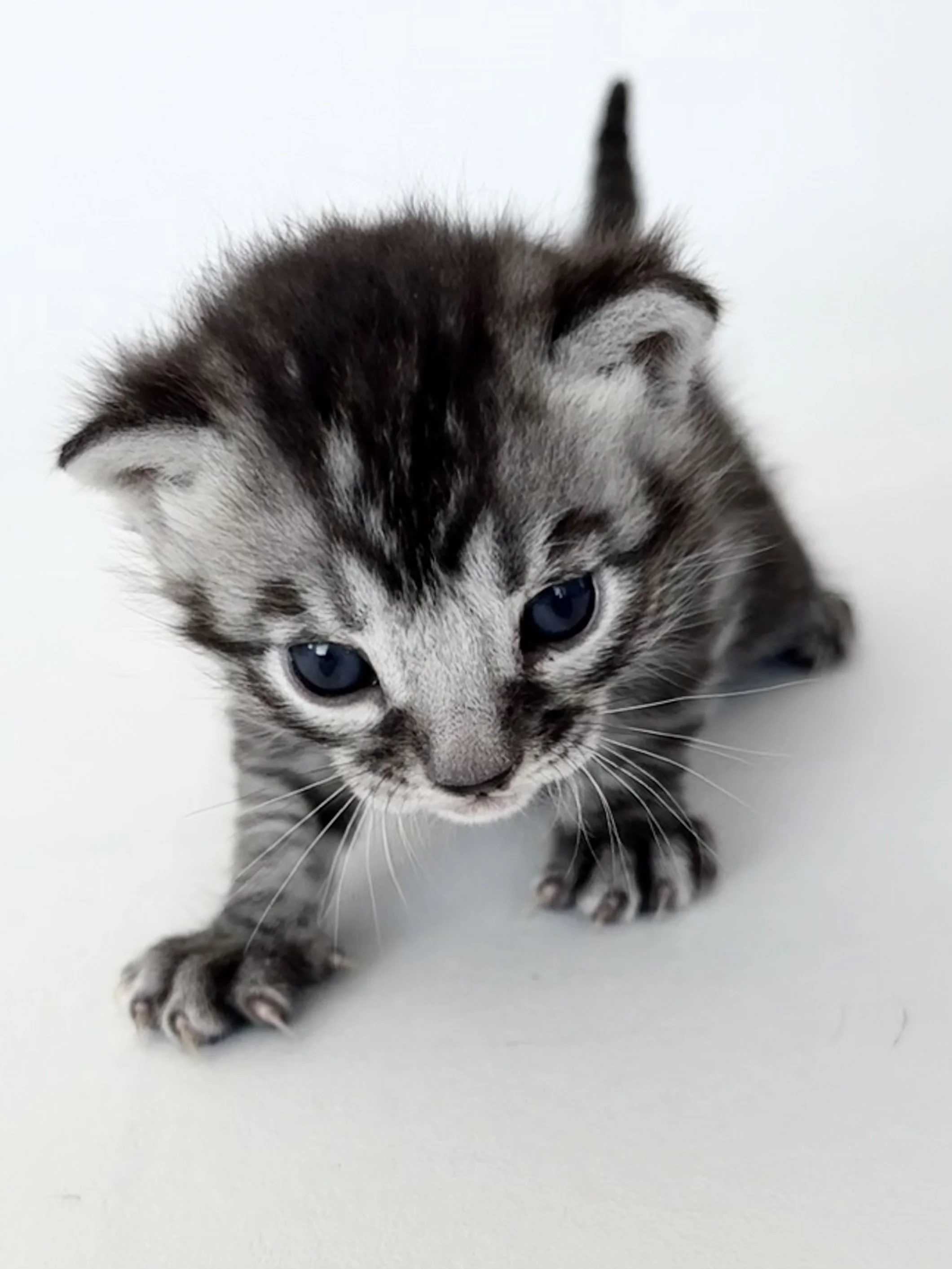 Traumhaft, einzigartige brown, silver und lynx Kitten - Dreamlike, unique brown, silver and lynx kittens - Rêve, unique brun, silver et lynx chatons