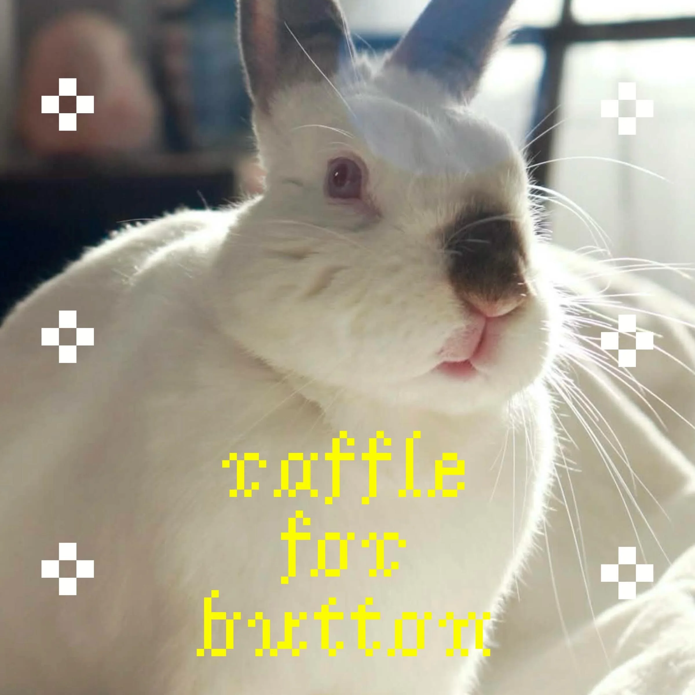 Hi folks, as many of you know on Thursday May 21st I had to rush Button to the animal hospital for severe bloat. 

Unfortunately, after two rounds of treatment she continued to decline and I had to make the difficult decision to humanely euthanize he