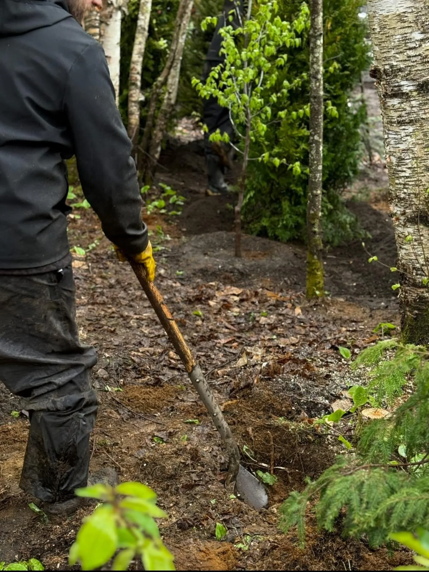 💵 Obtenez jusqu&rsquo;&agrave; 200 $ en plantant un arbre sur votre terrain! 🌳

Plusieurs municipalit&eacute;s comme Laval, Terrebonne, Mascouche et bien d&rsquo;autres offrent des subventions pour encourager la plantation.

Avec Plantes &amp; Co.,