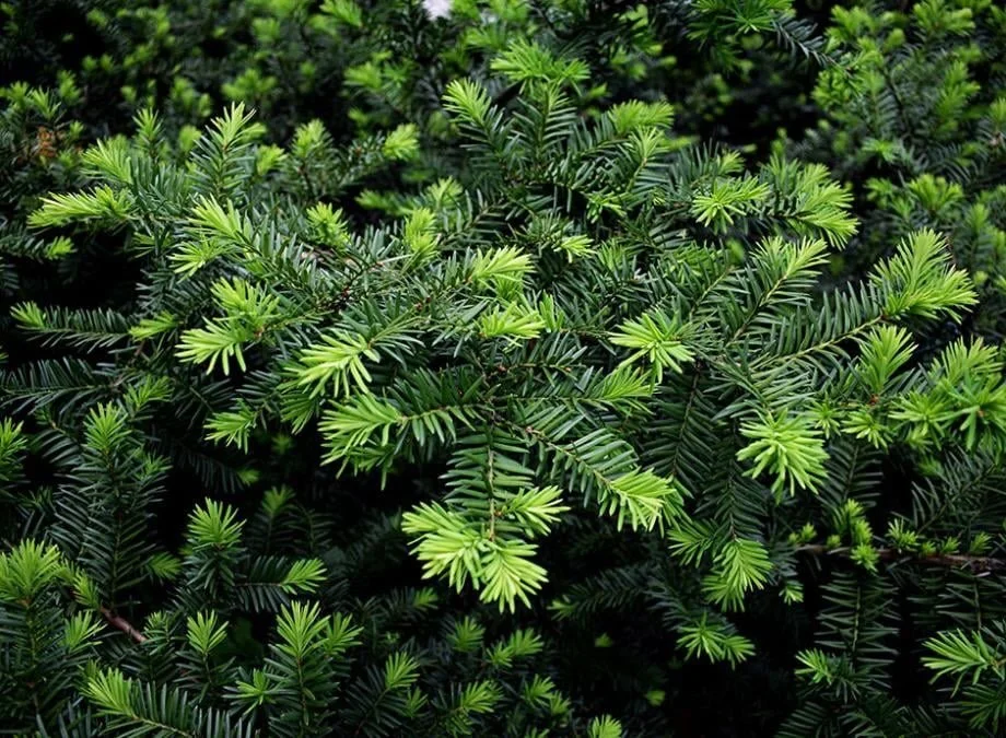 🌿✨ Vous aimeriez une haie, mais votre cour est &agrave; l&rsquo;ombre? ✨🌿

Le if du Canada (Taxus canadensis) est une excellente solution pour vous.

Tol&eacute;rant tr&egrave;s bien l&rsquo;ombre, il est parfait pour cr&eacute;er une haie dense et