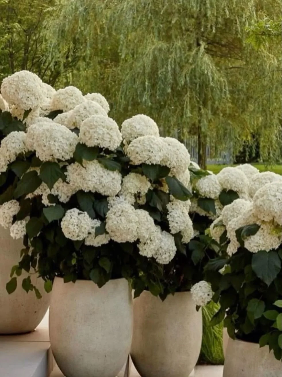 Saviez-vous que nous offrons aussi un service tout inclus de jardini&egrave;res? 🌿

Que vous ayez une id&eacute;e pr&eacute;cise en t&ecirc;te ou que vous pr&eacute;f&eacute;riez nous laisser carte blanche, on s&rsquo;occupe de tout &mdash; du choix