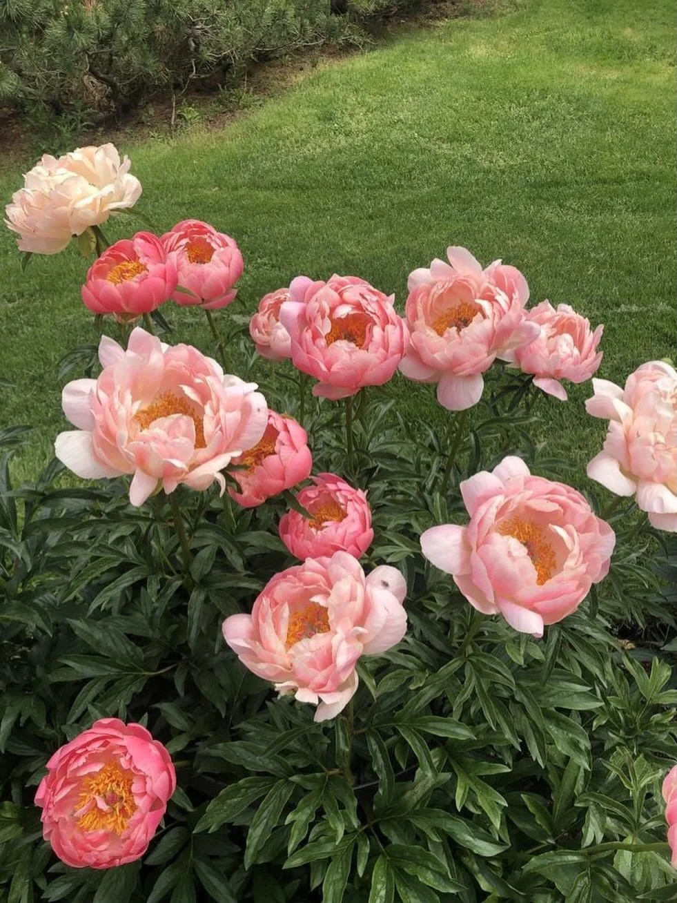 Coup de c&oelig;ur du moment : les pivoines 🌸

Difficile de ne pas tomber sous le charme des pivoines. Leur floraison g&eacute;n&eacute;reuse, leurs couleurs douces et leur allure &eacute;l&eacute;gante en font l&rsquo;une de mes fleurs favorites au