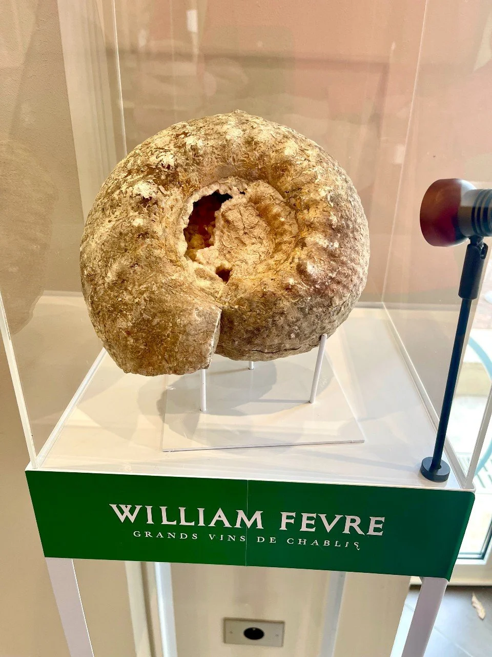 Chablis Kimmeridgian soils are rich in marine fossils.