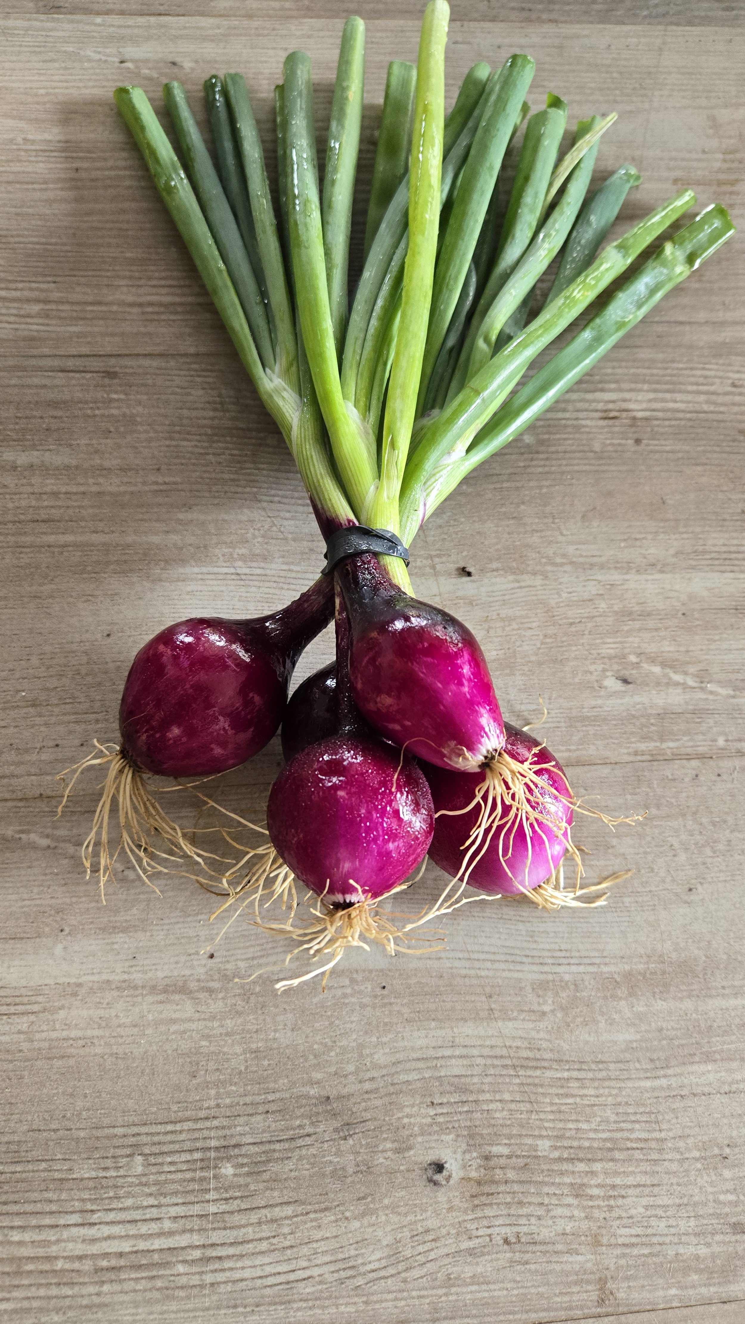 Red Spring Onion