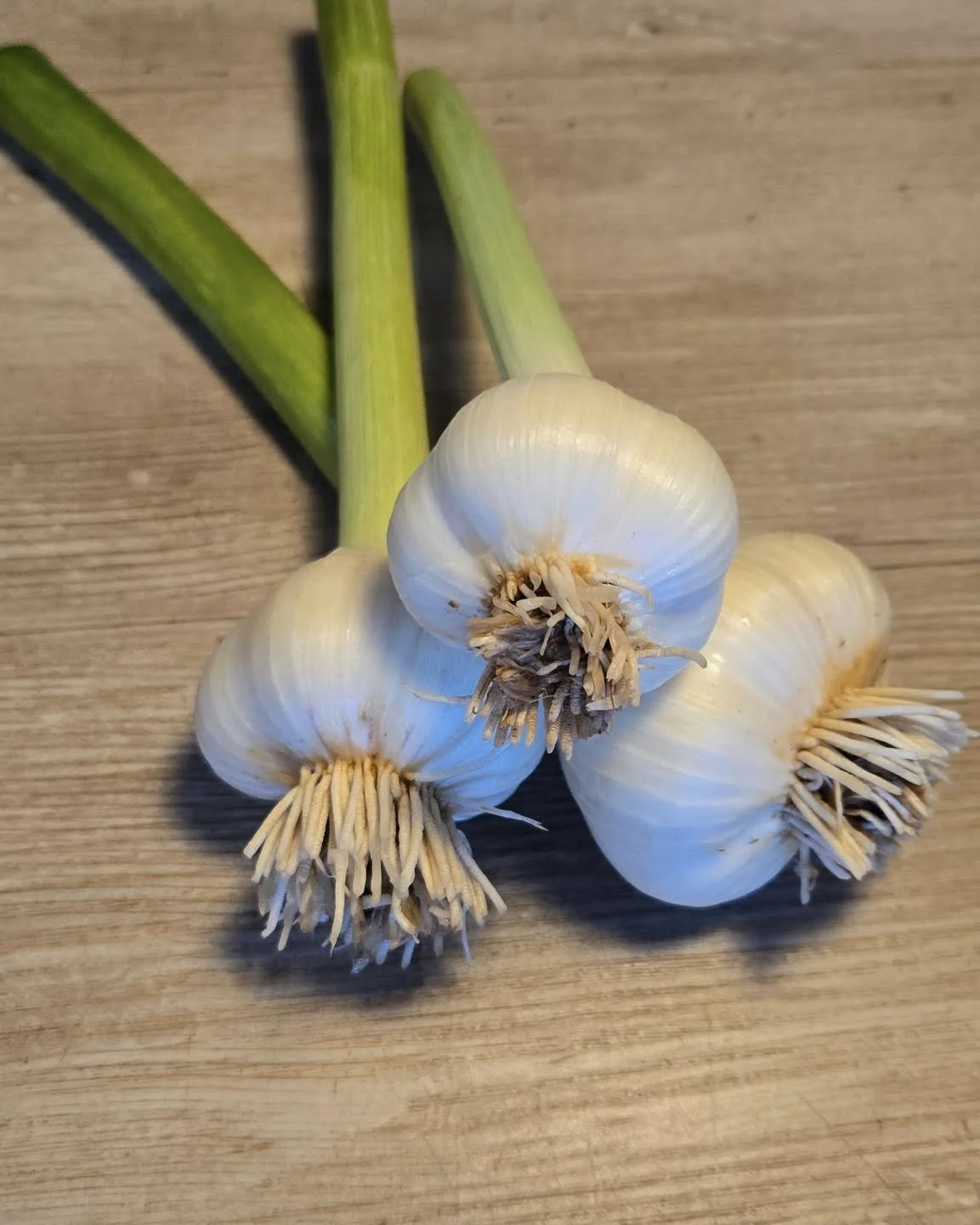 Fresh Garlic
