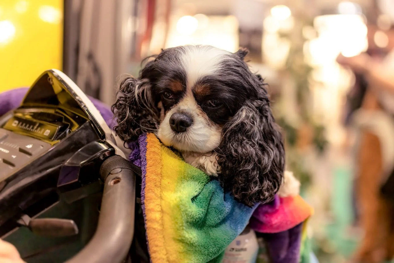 Crufts_07032026_Cavalier.jpg