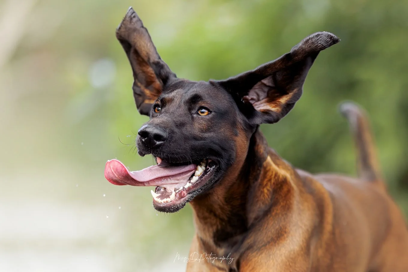 Keeping  your pets safe this Summer