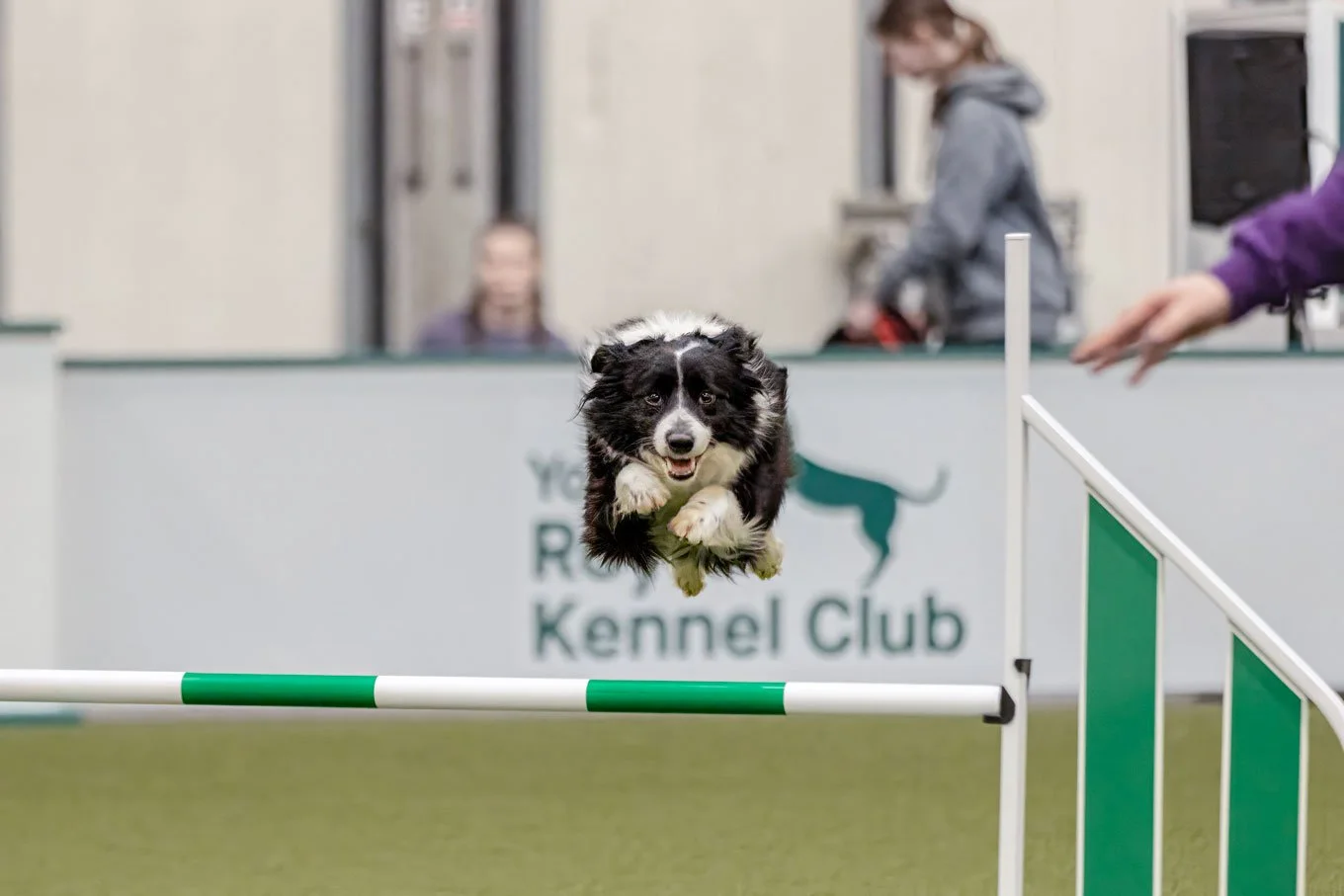 Crufts_05032026_Agility11.jpg