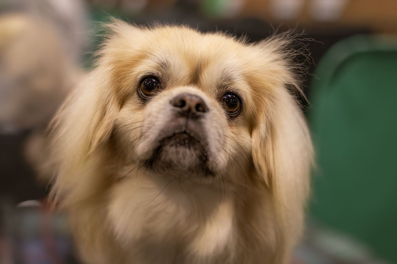 Crufts_07032026_TibetanSpaniel_2.jpg