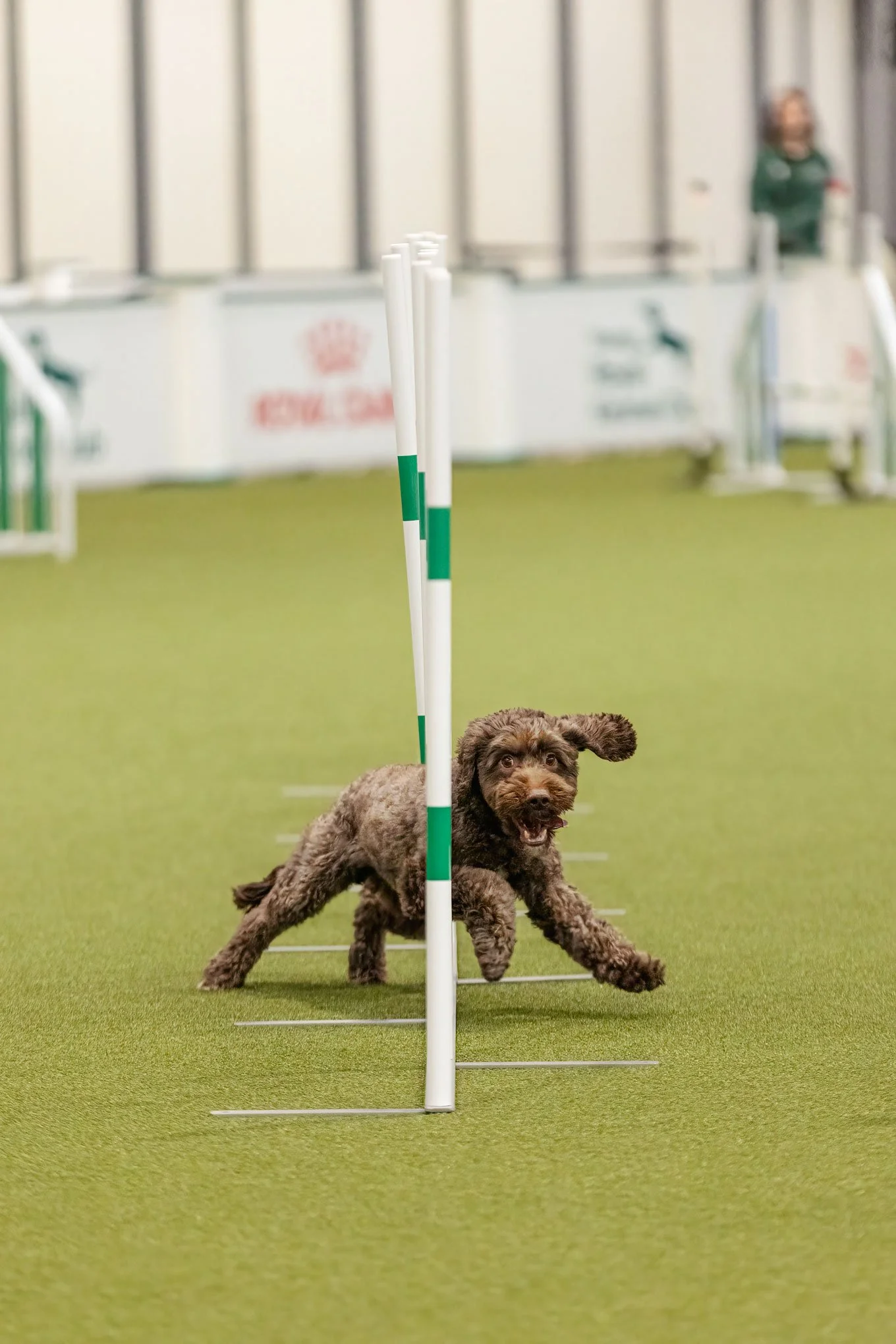 Crufts_05032026_Agility28.jpg