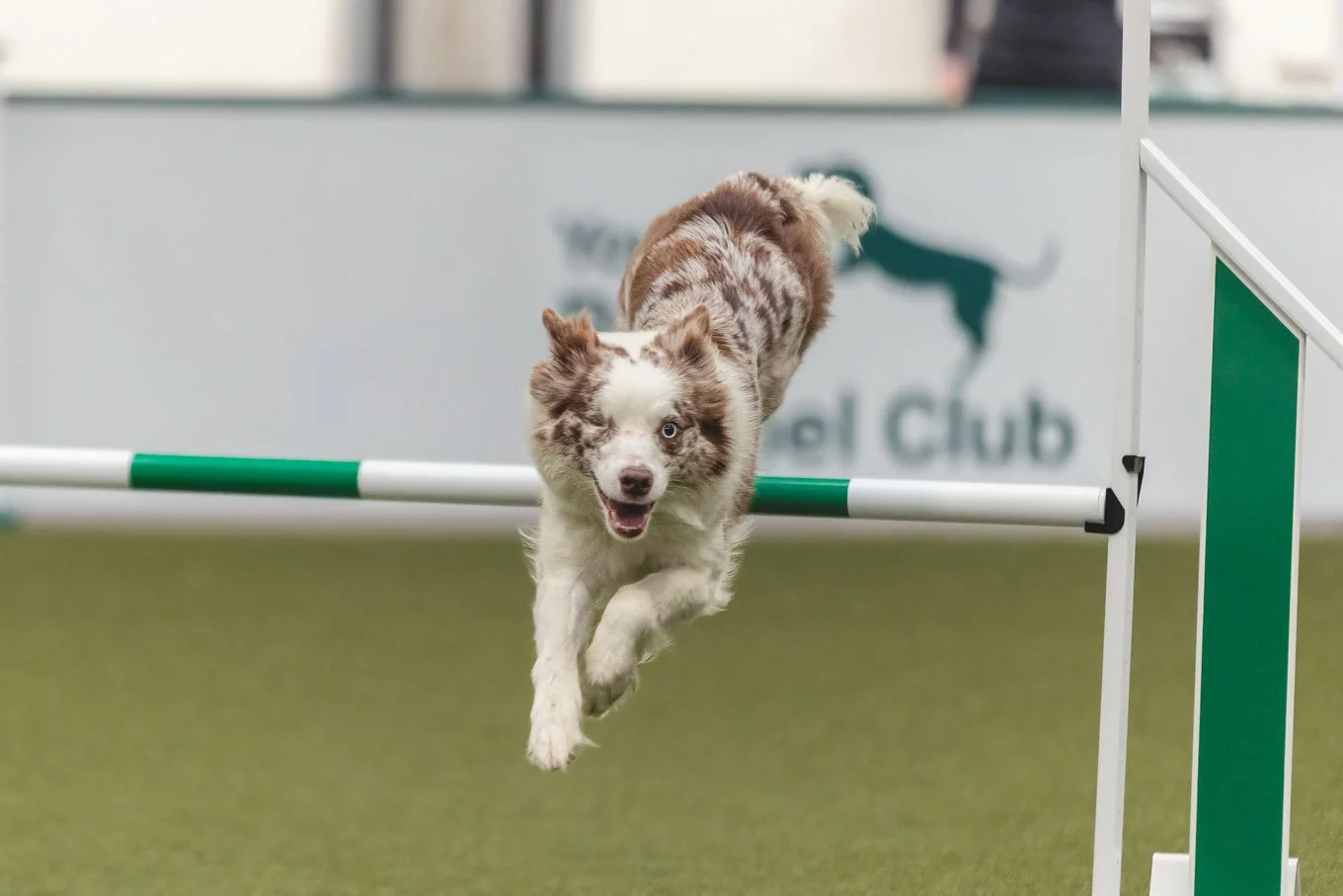 Crufts_05032026_Agility8.jpg