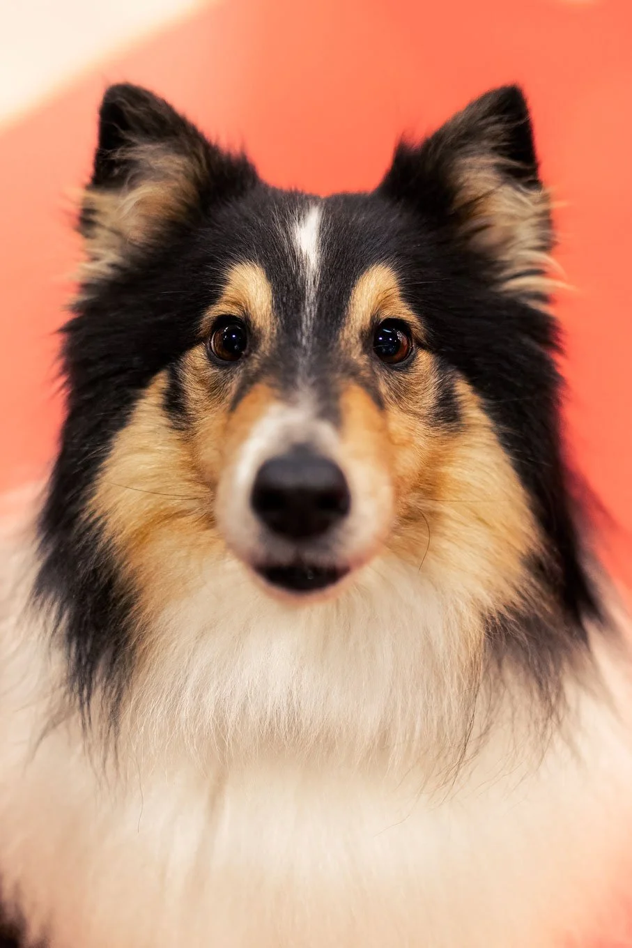 Crufts_07032026_Sheltie.jpg