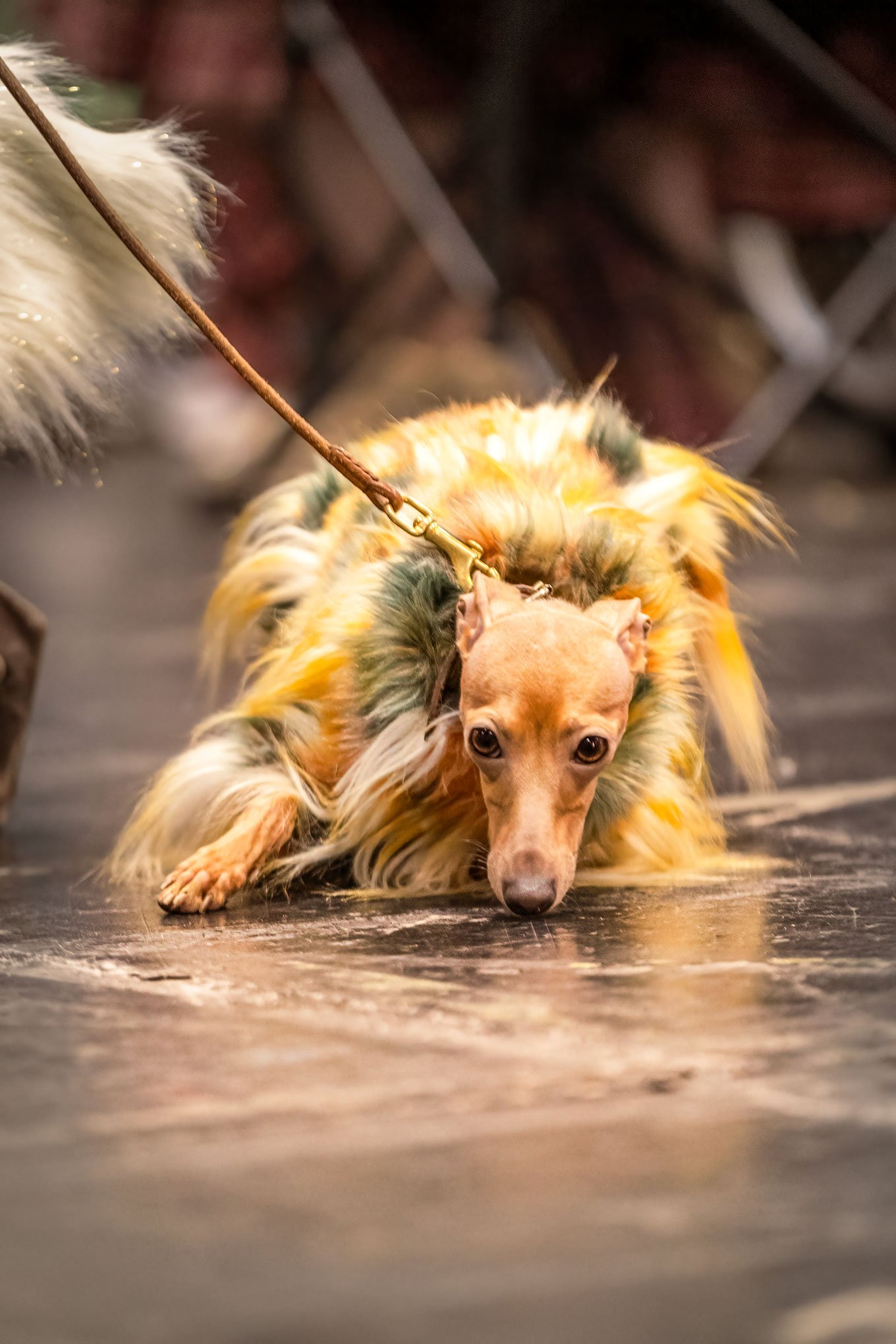 Crufts_07032026_MiniPin1.jpg