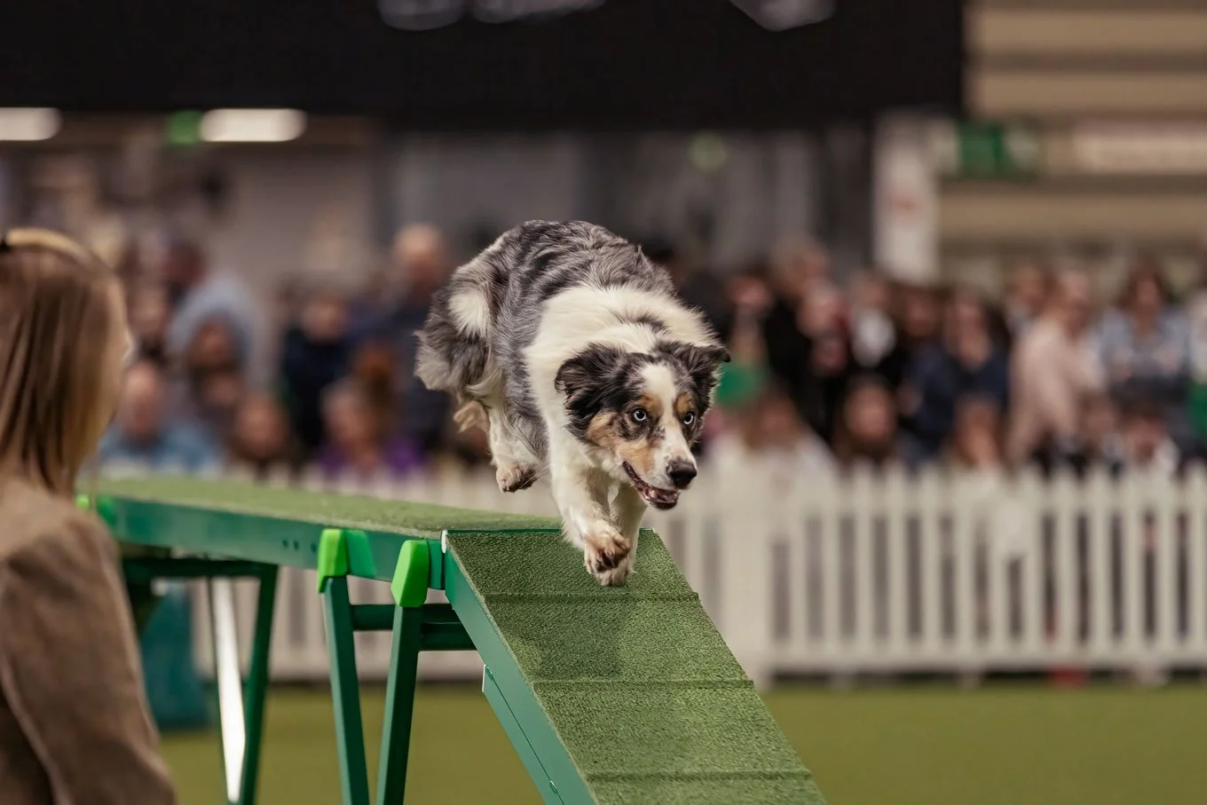 Crufts_05032026_YKCAgility2.jpg
