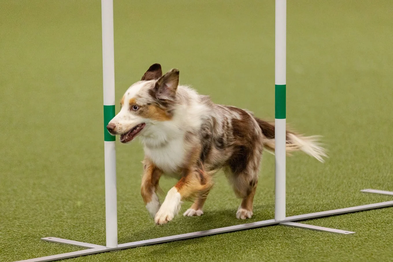 Crufts_05032026_Agility32.jpg