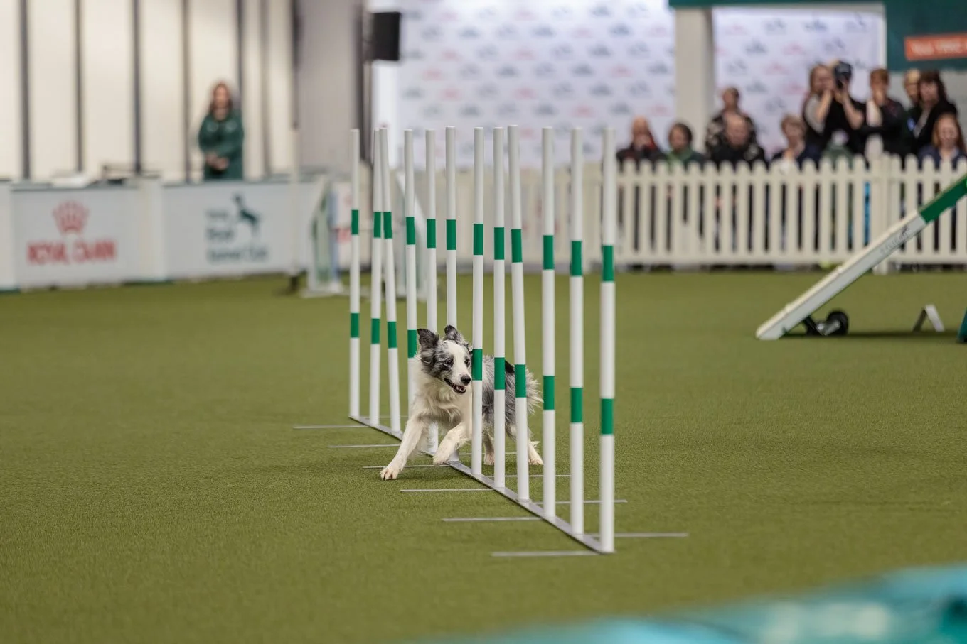 Crufts_05032026_Agility3.jpg