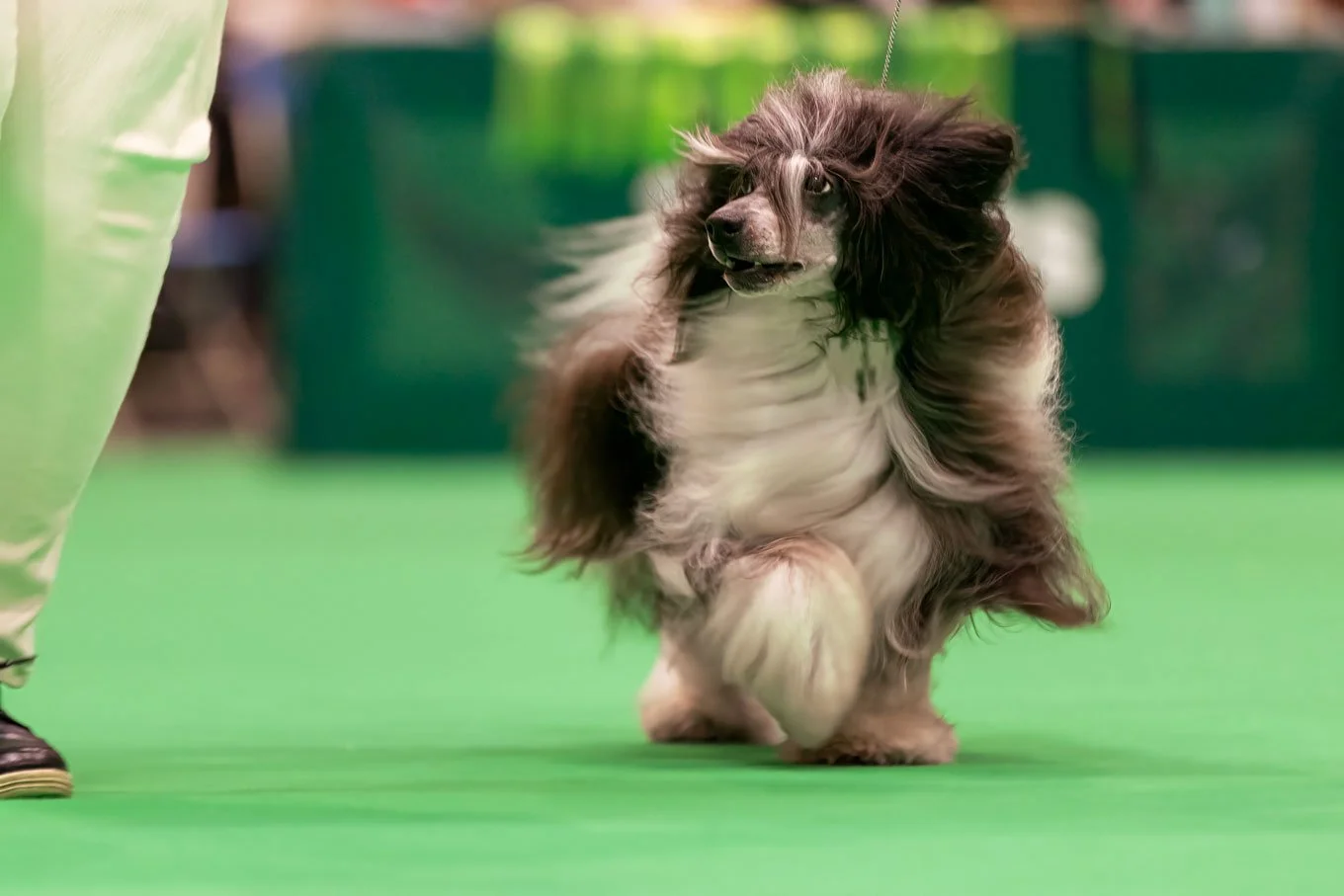 Crufts_07032026_ChineseCrested3.jpg