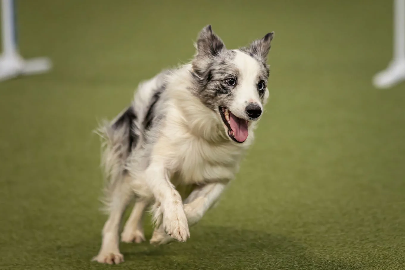 Crufts_05032026_Agility1.jpg