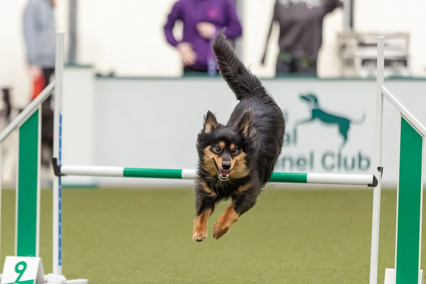 Crufts_05032026_Agility19.jpg