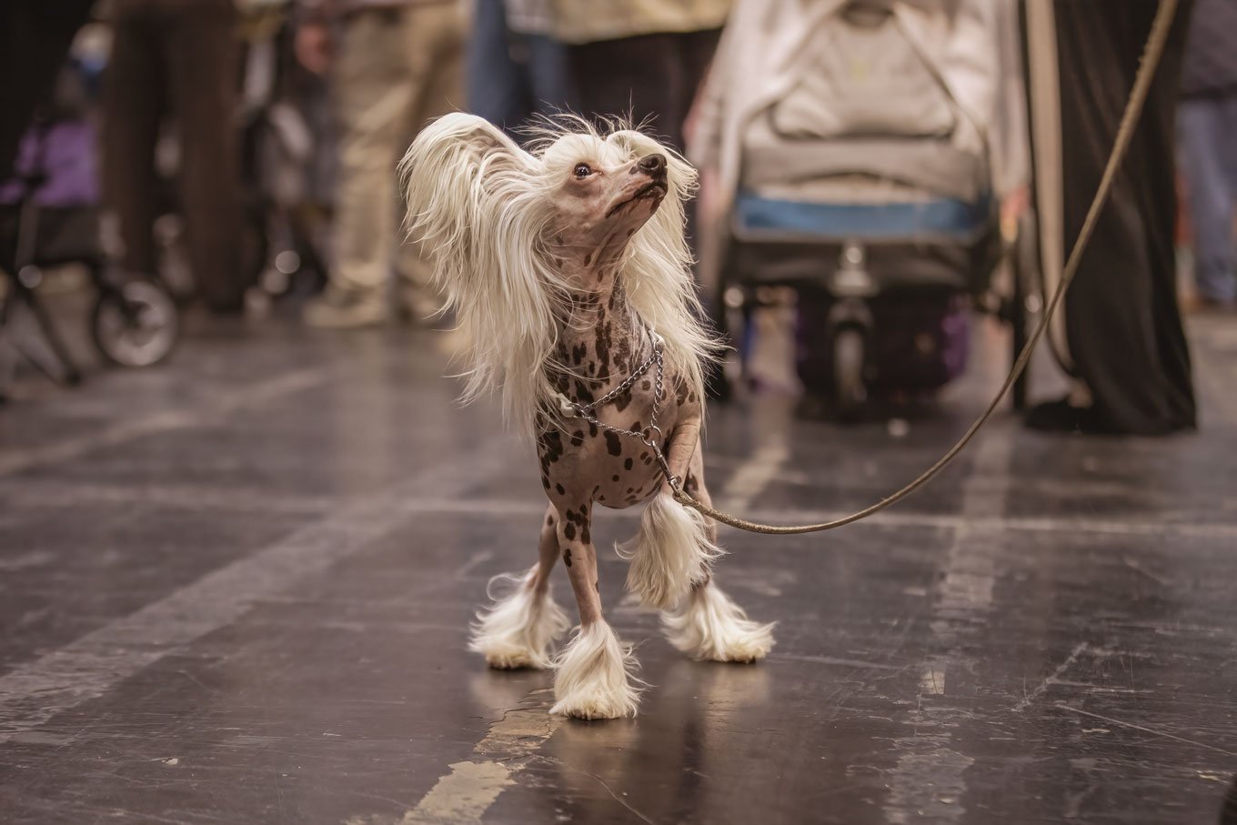 Crufts_07032026_ChineseCrested1.jpg