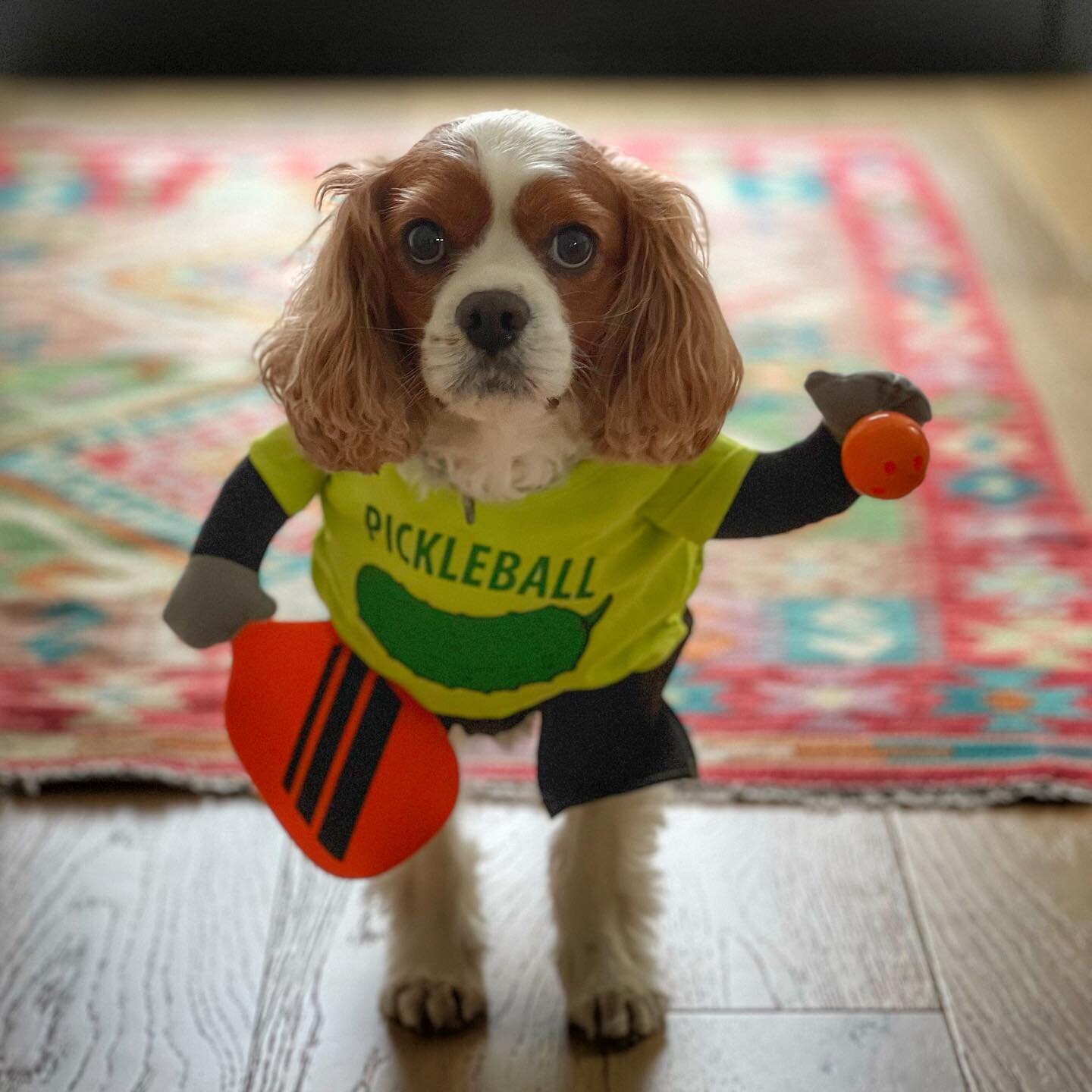 Charlie is ready to serve up some pickleball cuteness this Halloween! 🎃 #pawsomecostume #picklepup #pickleballhalloween