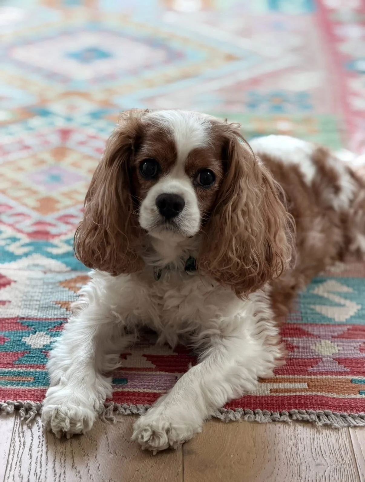 Celebrated Charlie&rsquo;s Gotcha Day and National Dog Day with 3 trips to the vet this week! 🐶 🎉 

Several nights of peeing in the bed, a few near-fainting episodes, 6 new meds, a 24hr Holter monitor, two eye ulcers, and a gazillion treats later&h