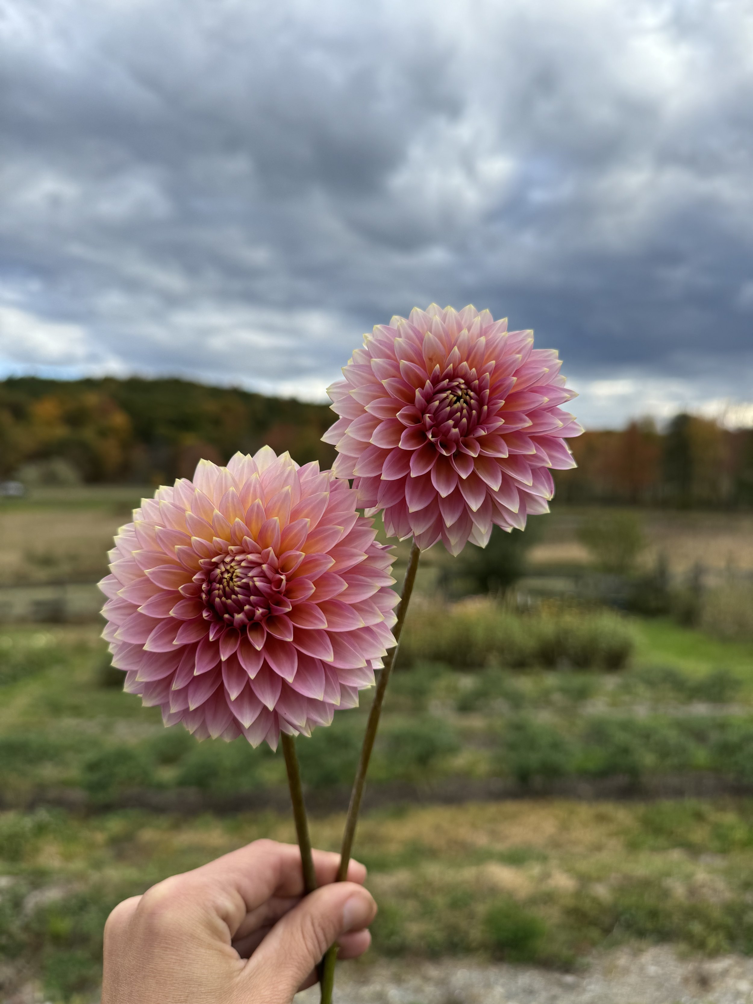 Bloomquist Mojo Dahlia