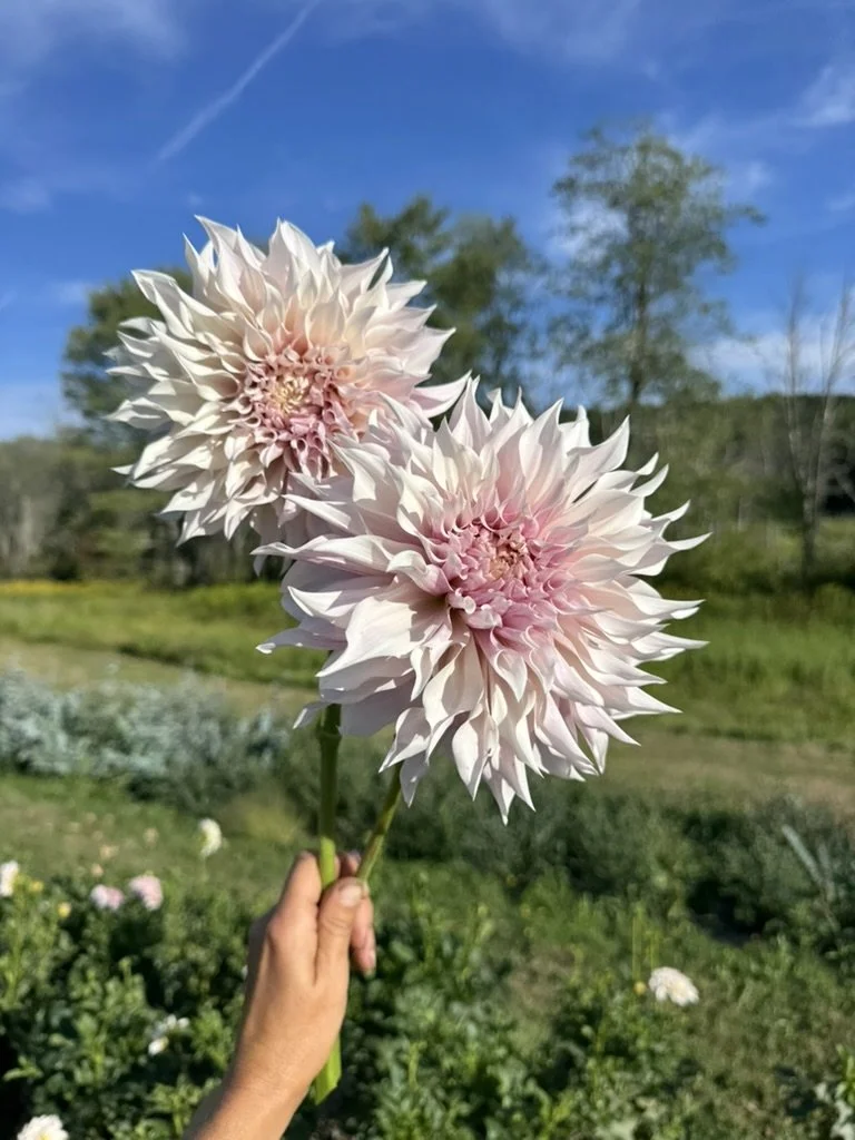 KA's® Lavender Blush Dahlia