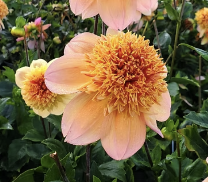 Sandia Brocade Dahlia