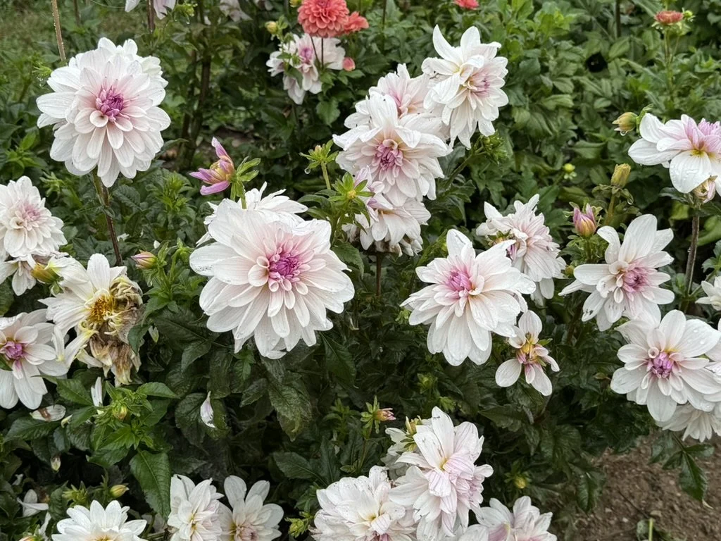 Jasmine Pearl Dahlia