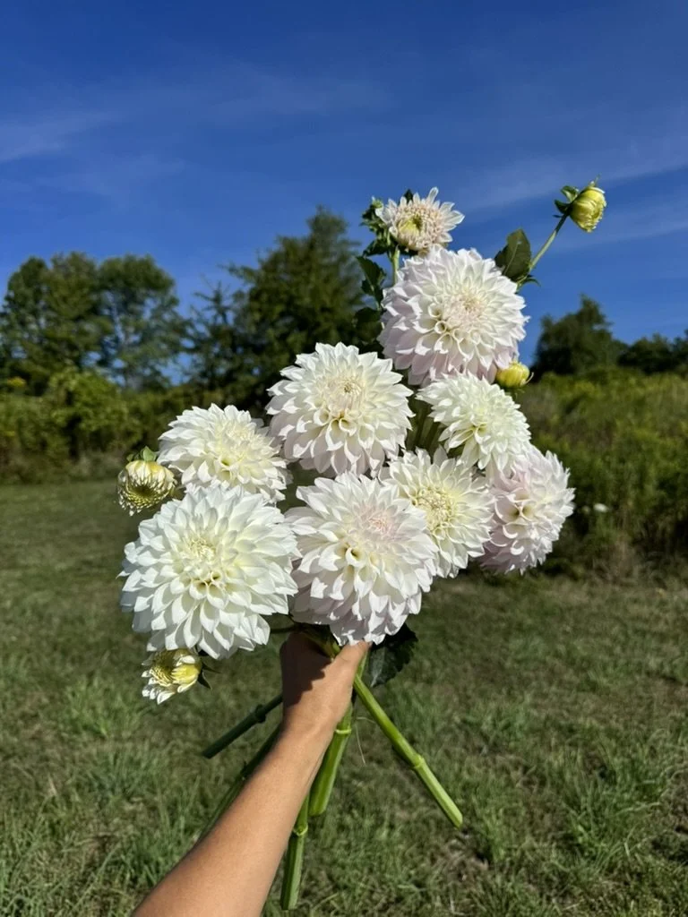 KA's® Bella Luna dahlia