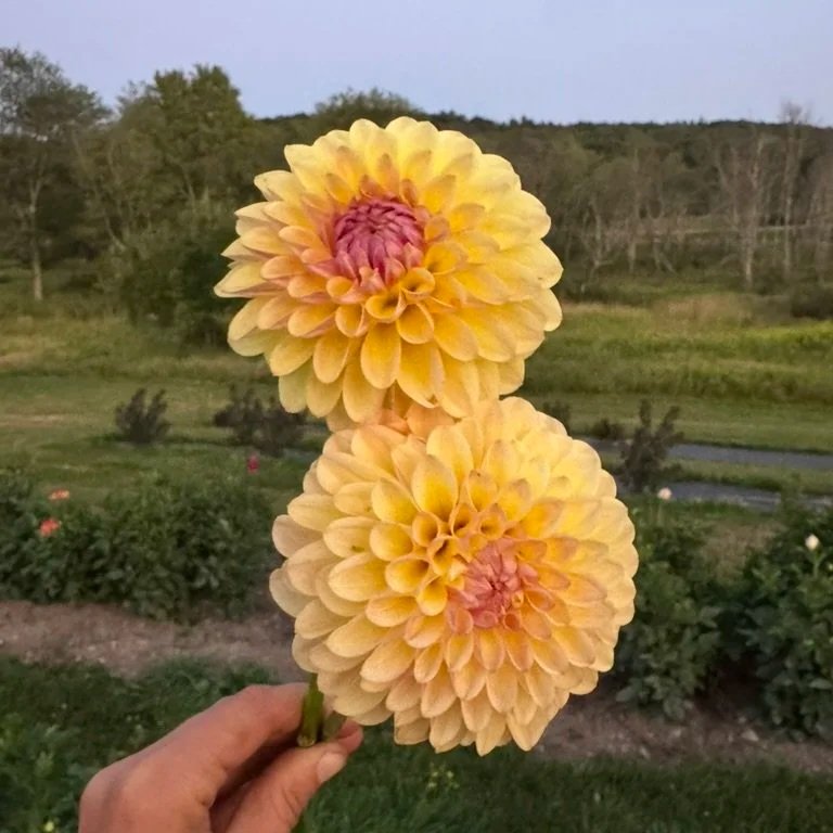 CT Gale Dahlia