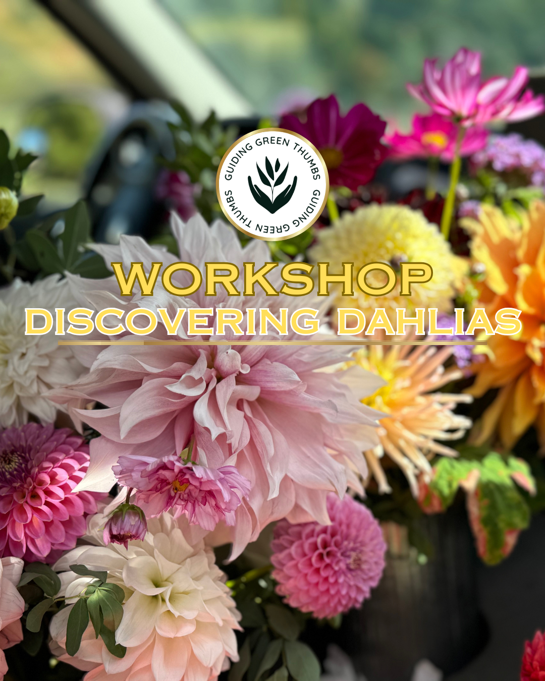 Discovering Dahlias- Your Guide To Growing Your Best Blooms Yet!