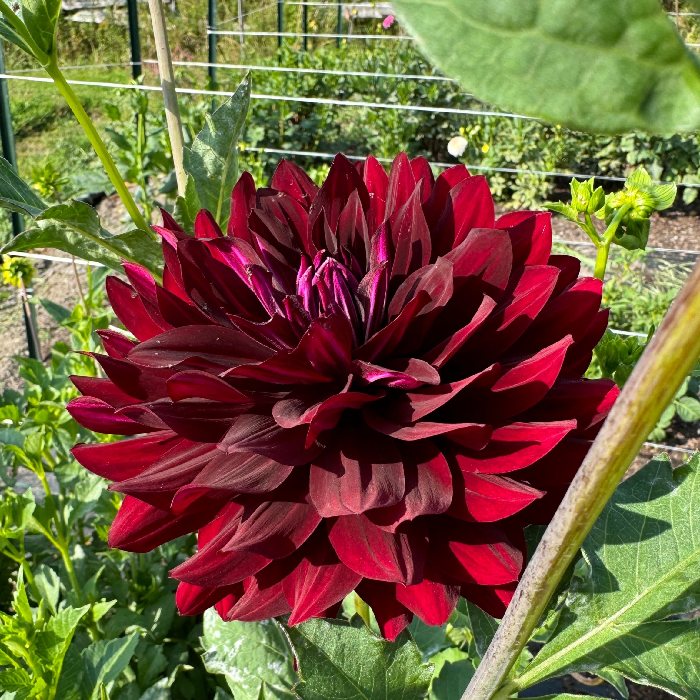 HH Black Beauty Dahlia
