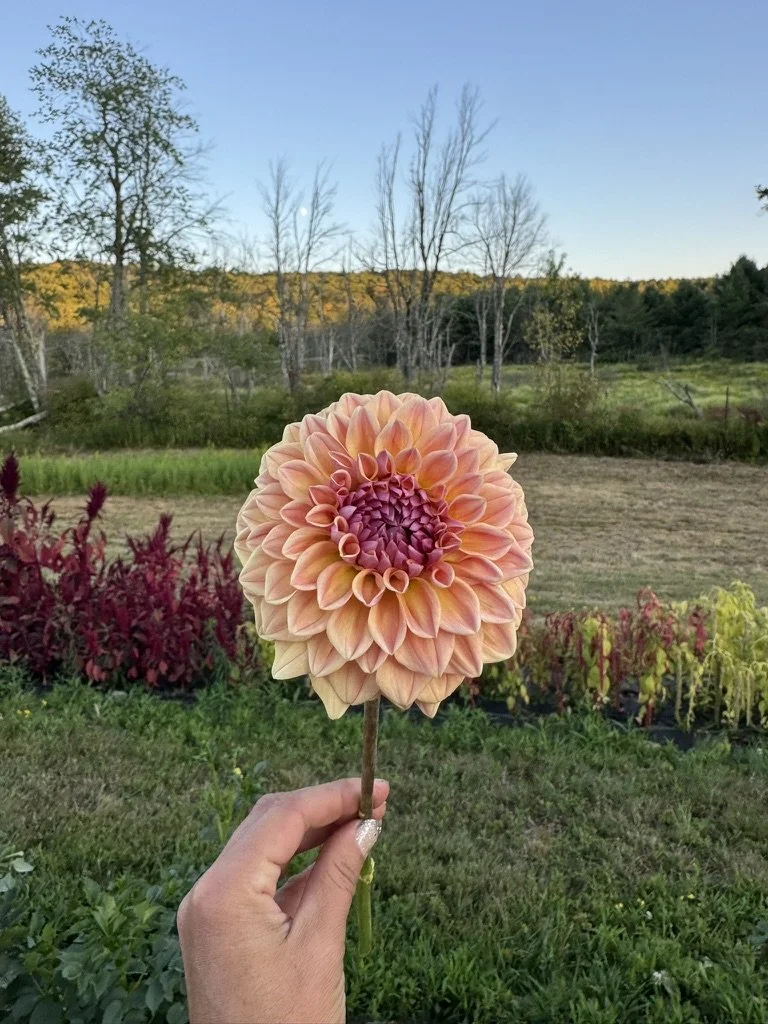 RM Summer Haze Dahlia