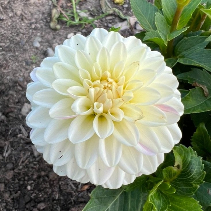 White Aster